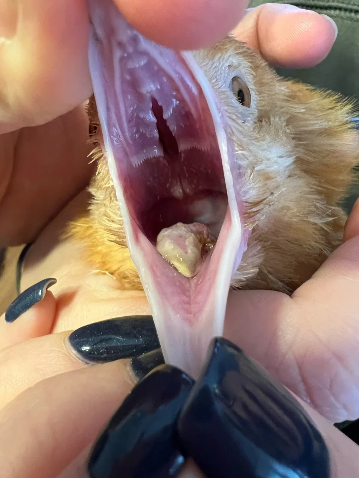Trisha the chicken is pictured with an infected tongue.
