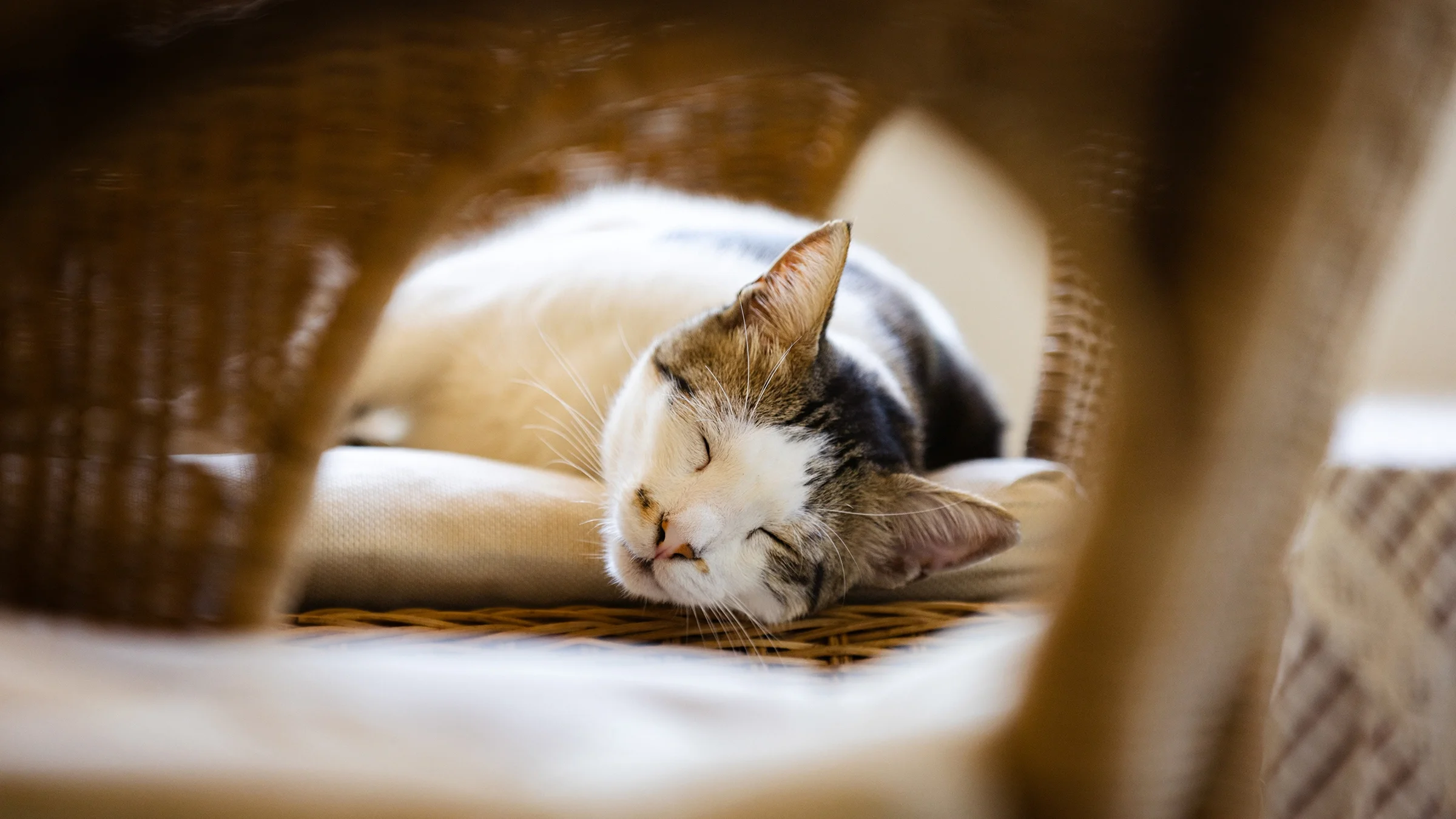 A cat sleeps on a chair.