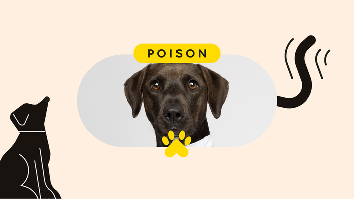 My dog ate sales flea and tick medicine