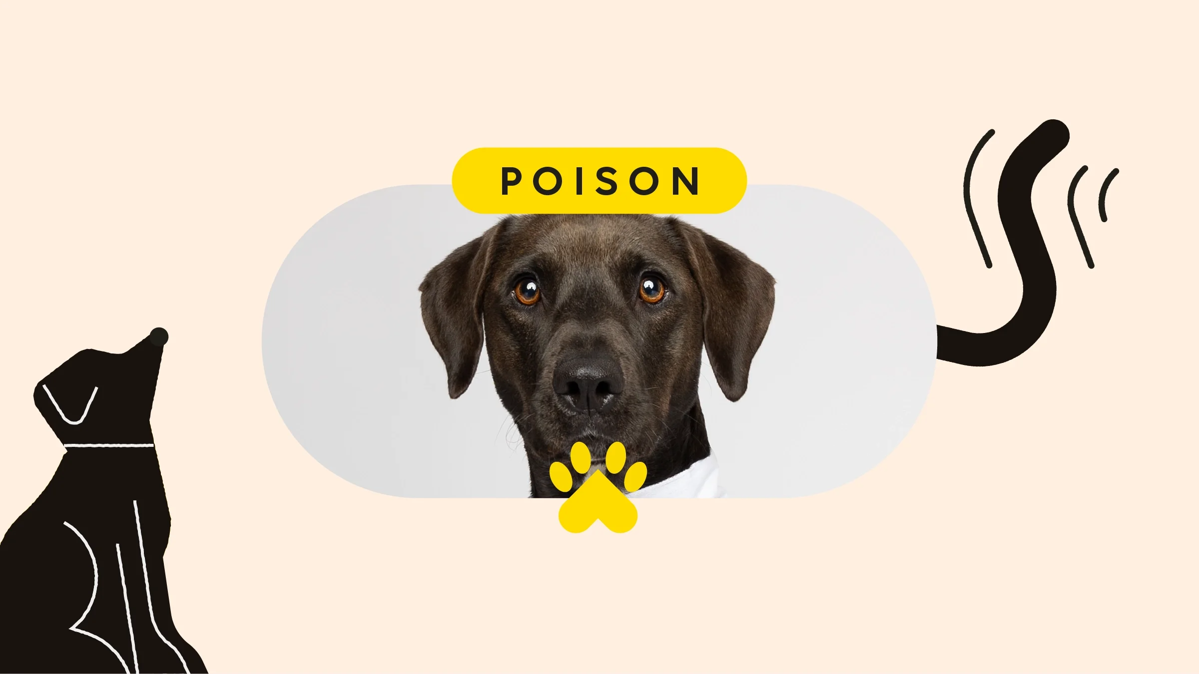 Custom graphic with an oblong cropped image of a black Lab in the center. On the left is an illustration of a black Lab dog. On the right is a black tail wagging. The text reads “poison” on top of the image. 