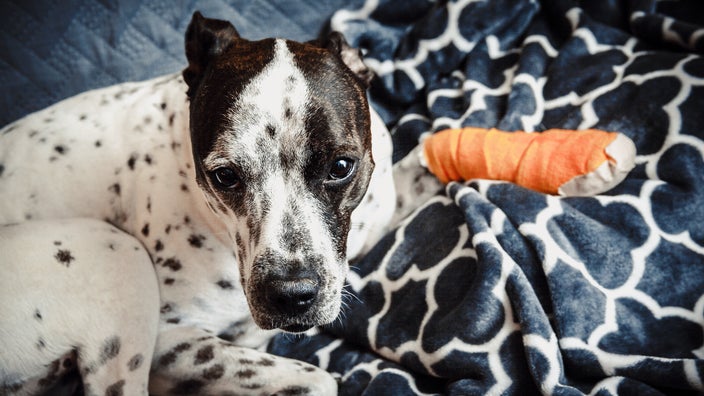 Can You Give Dogs Ibuprofen? Here'S Why You Shouldn'T - Goodrx