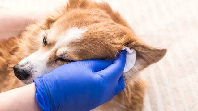 Pet: Dog: closeup corgi getting ears cleaned-1300833448