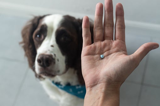 Which OTC Medications Are Safe for Pets? - GoodRx Which OTC Medications Are Safe for Pets? - GoodRx
