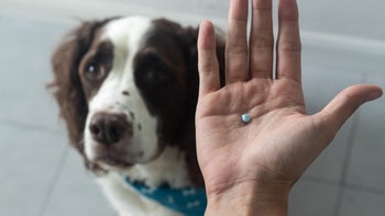 Health: Pets: GettyImages 1318037007