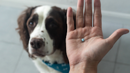 Some common human medications are also safe for pets, but some are not. Learn which medications are safe to give your pet and which can cause serious harm.