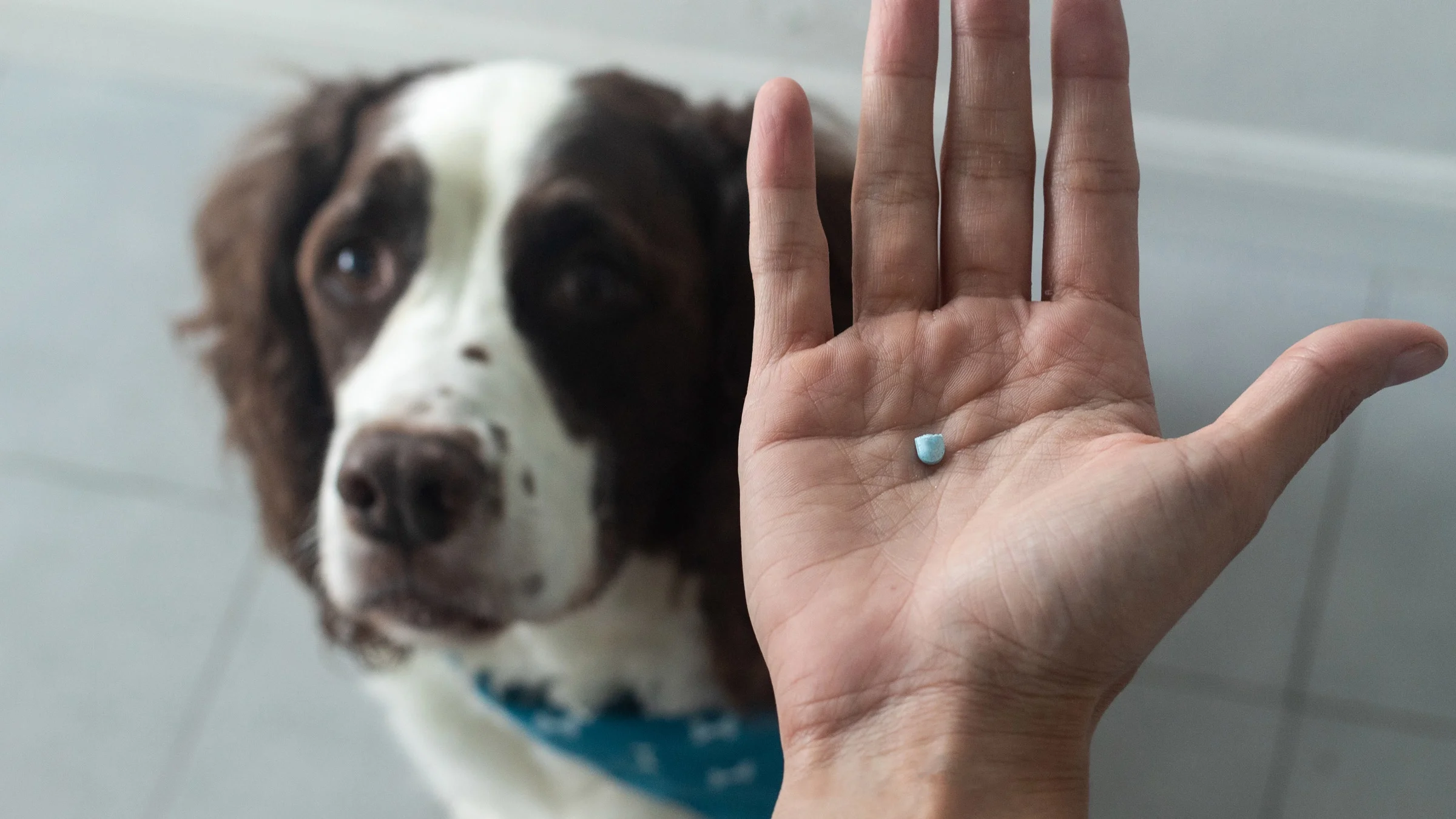 Close-up of a person's hand holding a half of blue pill in focus with their brown and white spaniel dog in the background out of focus.