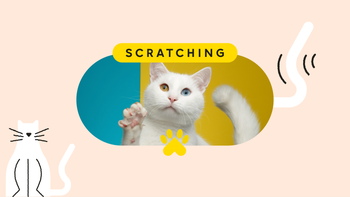 Patient Experiences: pet care scratching pet featured image