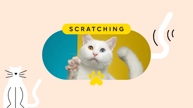 Patient Experiences: pet care scratching pet featured image
