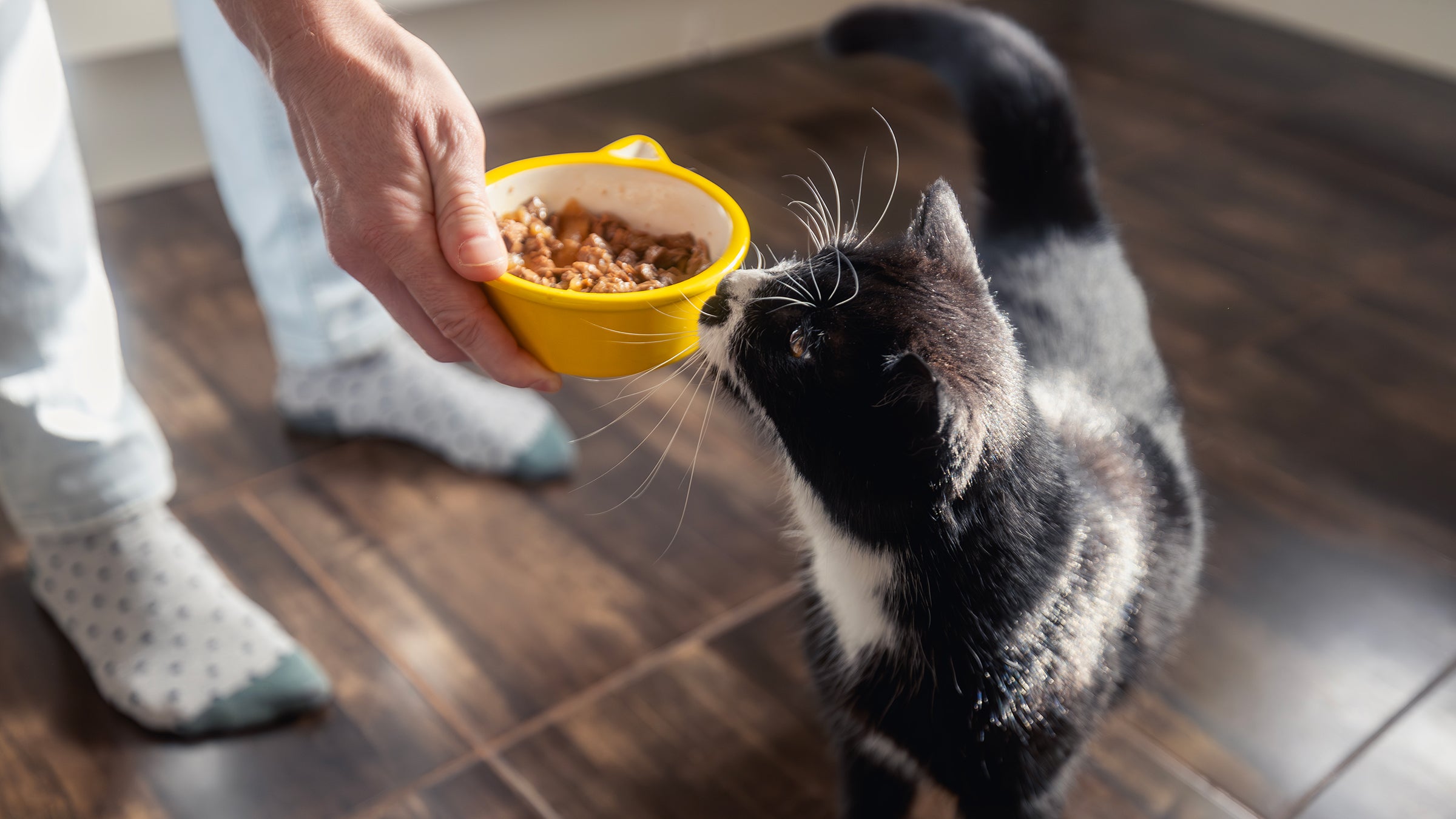 Pets:  cat sniffing food bowl 2181951727