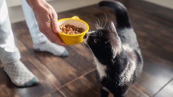 Pets:  cat sniffing food bowl 2181951727