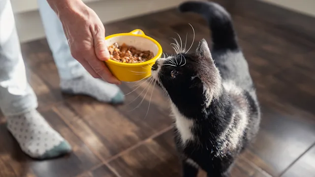 Pets:  cat sniffing food bowl 2181951727