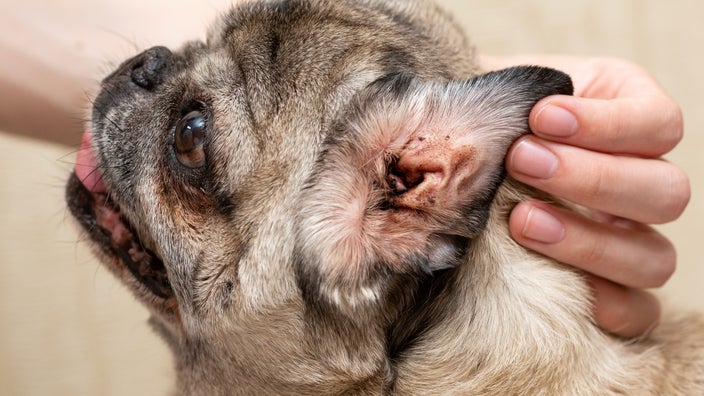 How to Tell If a Dog Has an Ear Infection: Signs and Symptoms