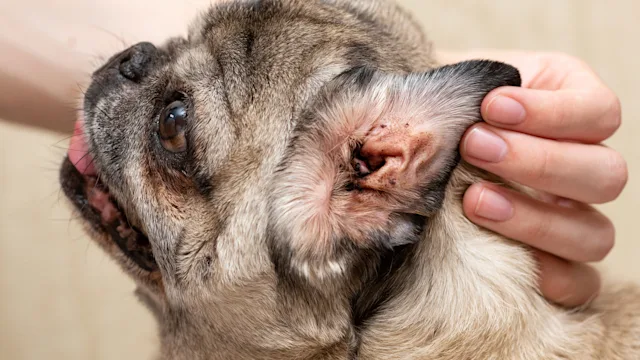 Dog: Ear mites: examining dogs ear 1361182428