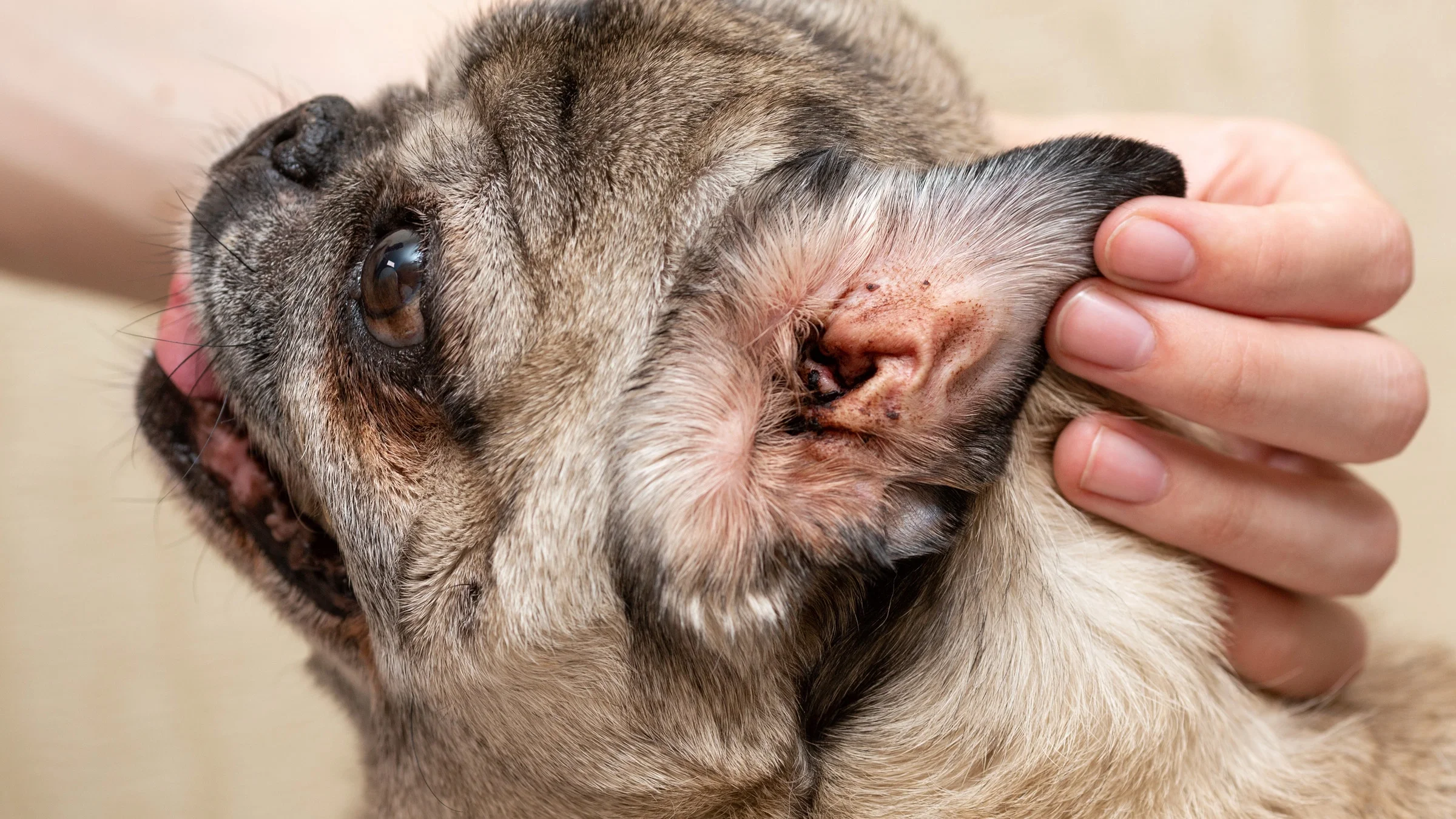 What Does a Dog Ear Infection Smell Like: Signs You Shouldn’t Ignore