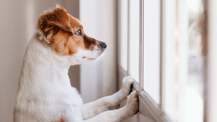 How to Deal With Pet Separation Anxiety in Dogs (and Cats) - GoodRx