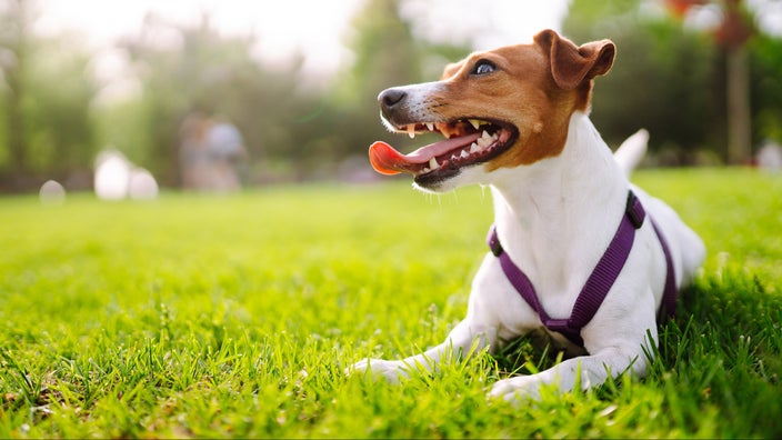 Close-up of a Jack Russell Terrier dog laying in the grass at a park. He has a purple harness on and is panting with his tongue hanging out.