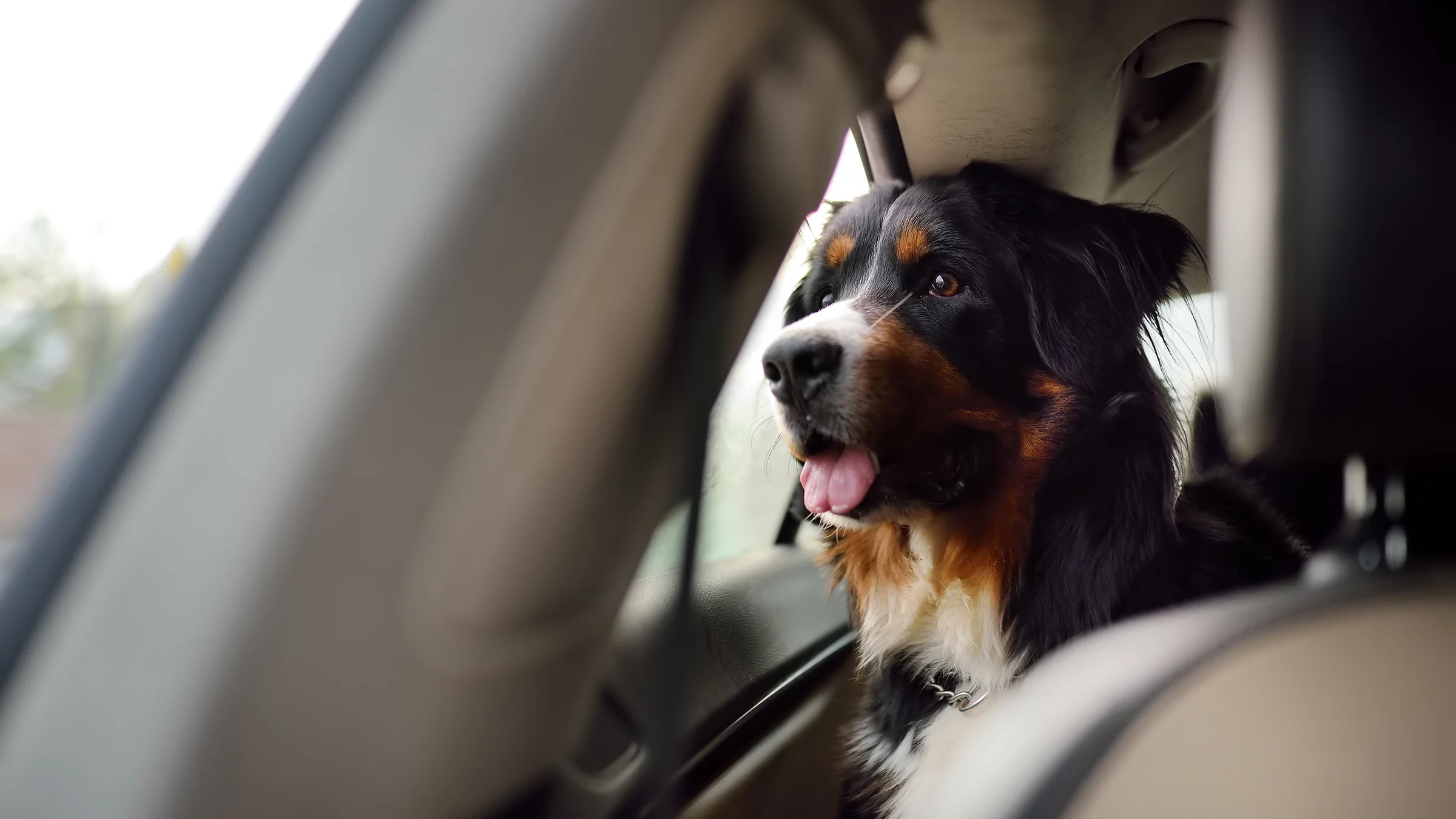 A Bernese mountain dog rides in the back of a car.