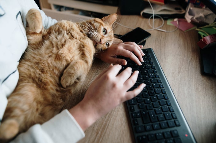 Close-up of a person working at their computer keyboard with their tabby cat lying in their lap. The cat is on its back with its belly up and paws in the air.