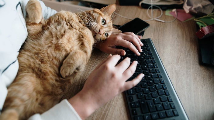 Cat Scratch Disease: Symptoms, Causes, and Treatment - GoodRx