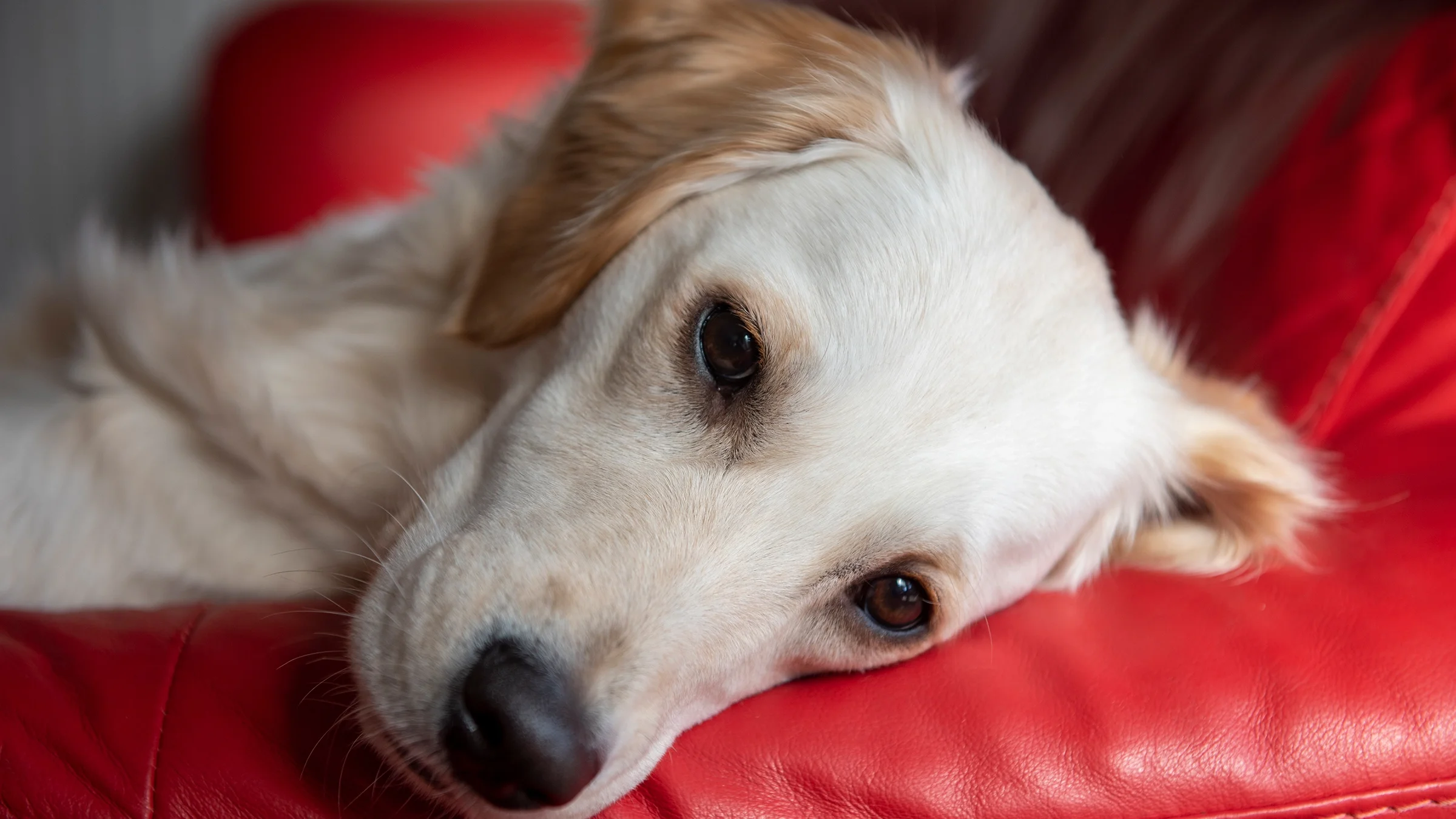 A dog lying on a red couch.