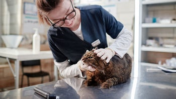 Health: Cat: cat exam at vet 1365087709