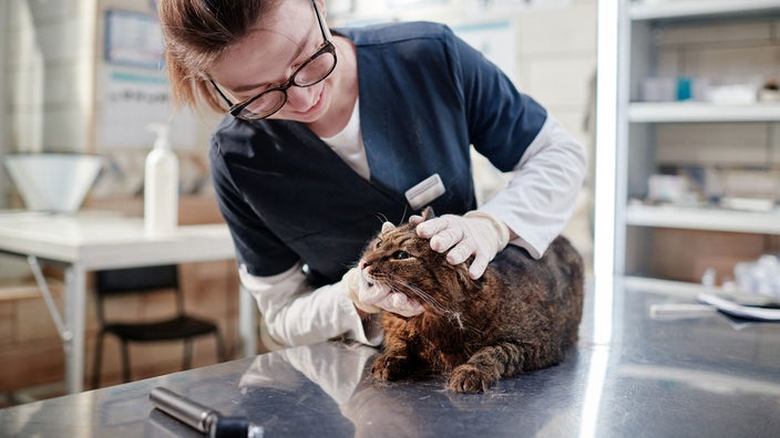 A woman examines a cat at a pet health clinic.