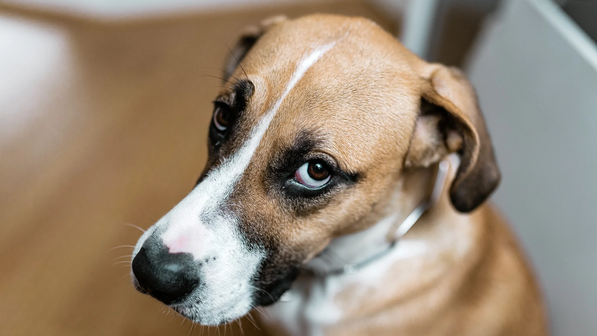 Portrait of dog with sad puppy eyes