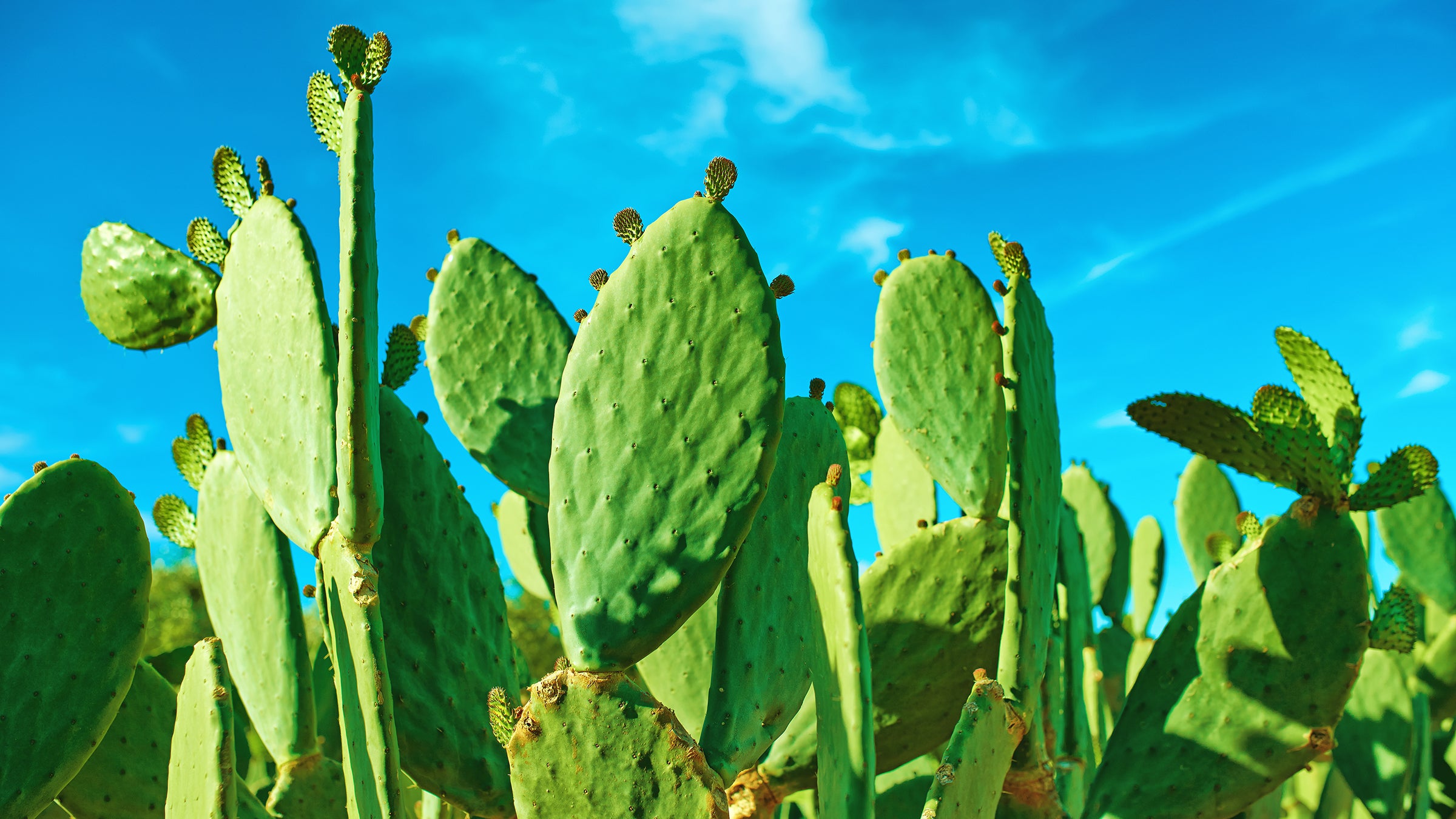 diet-nutrition: prickly pear cactus with blue sky in desert 2197670694