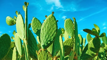 diet-nutrition: prickly pear cactus with blue sky in desert 2197670694