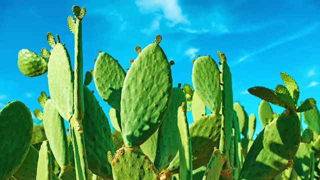 diet-nutrition: prickly pear cactus with blue sky in desert 2197670694